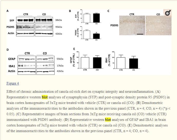 Canola oil study on mice obesity and memory