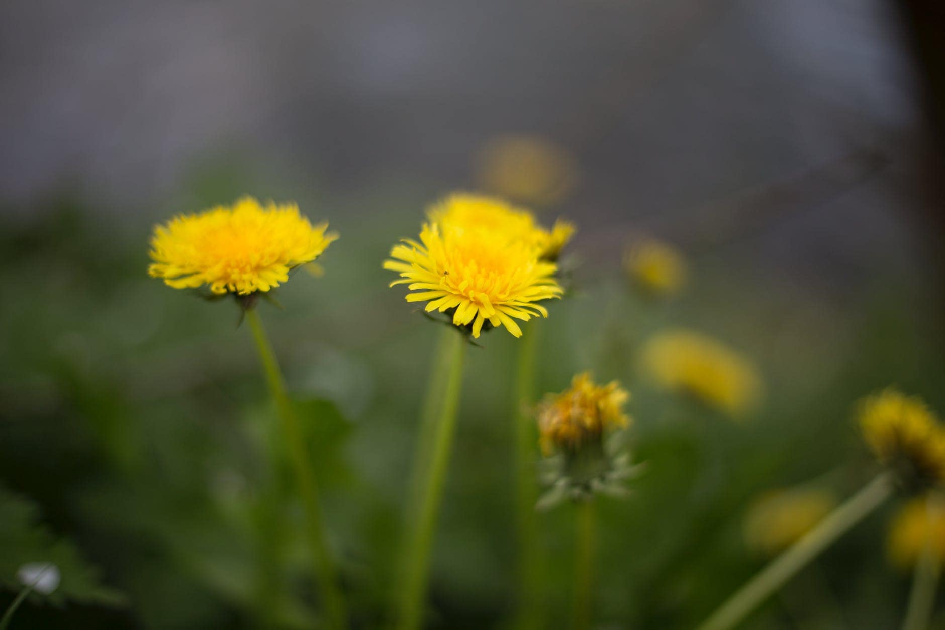dandelions