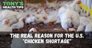 Chicken industry